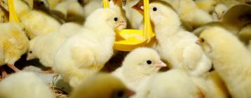 韓國Halim肉雞公司用成套環境通風控制系統調節養殖場空氣質量